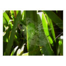 Search for spiderweb posters Green