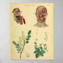 Search for muscles of the face posters Vintage