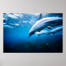 Search for diving dolphin posters Underwater