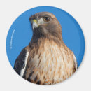 Search for red tails magnets Wildlife
