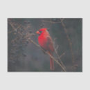 Search for cardinal tissue paper Modern