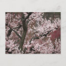 Search for prefecture postcards Nature
