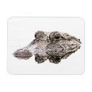 Search for gators magnets Nature