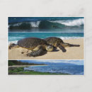 Search for oahu postcards Ocean