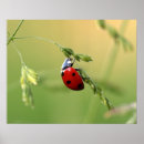 Search for ladybird posters Red