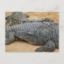 Search for crocodiles postcards Dangerous