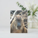 Search for wild animals postcards Cute