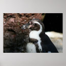 Search for penguin image posters Animal