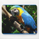 Search for macaw mousepads Zoo