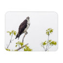 Search for osprey magnets Outdoors