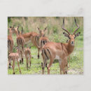Search for botswana photography Wild animals