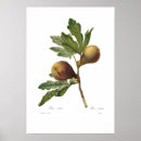 Search for fig art posters Fruit