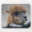Search for alpacas electronics Funny