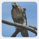 Search for birds of prey stickers Hawk