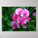 Search for pink orchid posters Floral