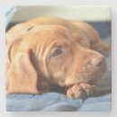 Search for stone paws barware Puppy