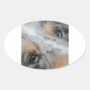 Search for merle stickers Sheltie