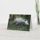 Search for cute possum cards Wild animal