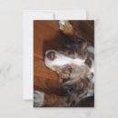 Search for australian shepherd thank you cards Aussie