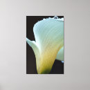 Search for calla lily canvas prints Nature