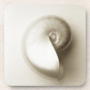 Search for sea shell coasters Sealife