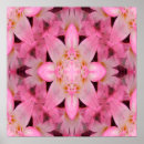 Search for amaryllis posters Pink