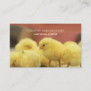 Search for hatchery Poultry