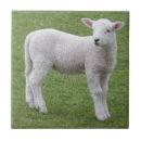 Search for lamb tiles Sheep