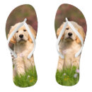 Search for golden jandals Retriever