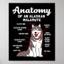 Search for malamute dog posters Husky
