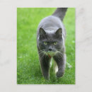 Search for naming postcards Cat