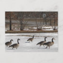 Search for canadian winter postcards Bird