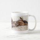 Search for bengal mugs Kitten