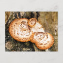 Search for woodland plants postcards Fungi