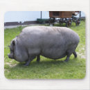 Search for oink electronics Swine