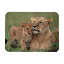 Search for lions magnets Lion cub