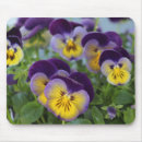Search for pansy mousepads Pansies