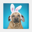 Search for dog ear magnets Animal
