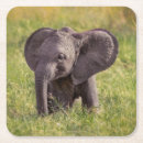 Search for kenya coasters Animals in the wild
