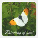 Search for orange butterfly stickers Photography
