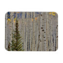 Search for aspen magnets Fall