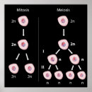Search for replication Genetic