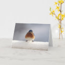 Search for bird greeting Wildlife