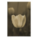 Search for tone photography Flower