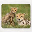 Search for cheetah mousepads Cubs