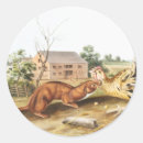 Search for weasel stickers Mammal
