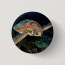 Search for turtle badges Photography