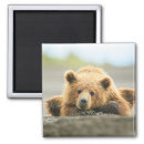 Search for animals magnets cute baby animal