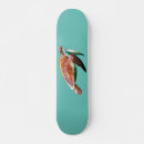 Search for the tortoise skateboards Animal
