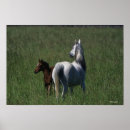 Search for arabes posters Horse